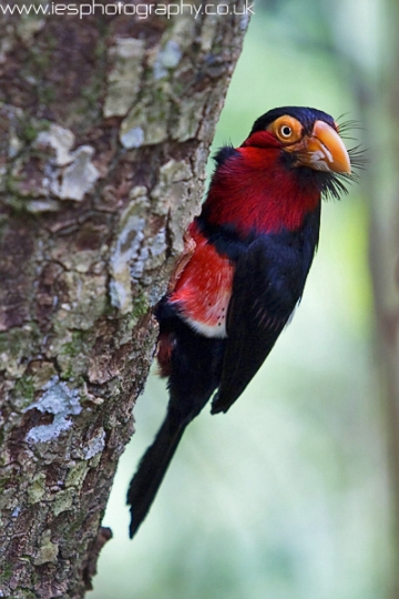 bearded_barbet_wm.jpg - Bearded Barbet