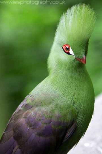 bird_kny.jpg - Green Turaco Bird at Birds of Eden in South Africa