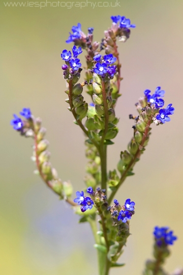 blue_flower_wm.jpg - Blue Flowers in Kirstenbosch National Park