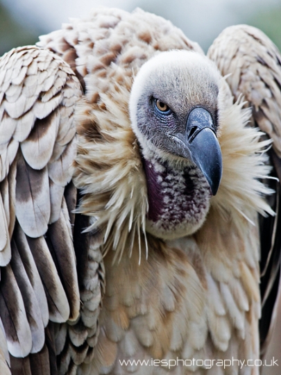 cape_vulture_wm.jpg - South African Cape Vulture