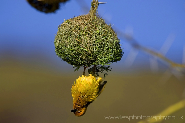 cape_w_wm.jpg - Cape Weaver Bird Hanging Upside Down on its nest