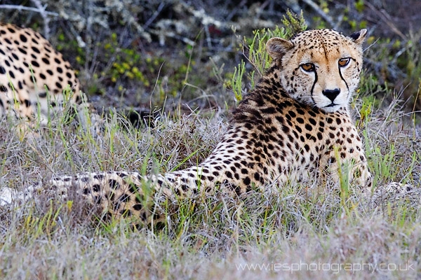 cheetah1.jpg - Wild Cheetah on Safari in the Eastern Cape