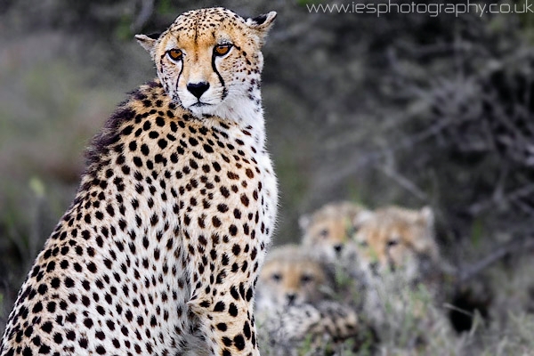 cheetah2.jpg - Wild Cheetah with cubs on Safari in the Eastern Cape