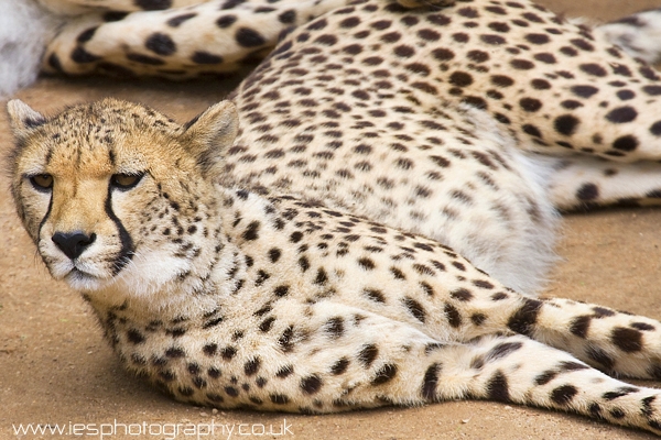 cheetah_cango_wm.jpg - Cheetah at Cango Ranch