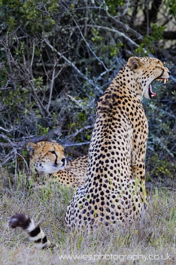 cheetah_wm.jpg - Wild Cheetah on Safari in the Eastern Cape