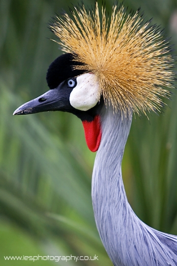 crowned_crane_wm.jpg - Crowned Crane