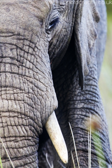 elephant_close_wm.jpg - Elephant on Safari in the Eastern Cape