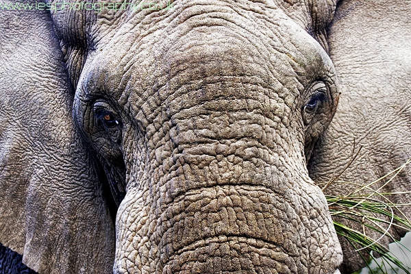 elephant_face_wm.jpg - Elephant Face Close up whilst on Safari on the Eastern Cape in South Africa