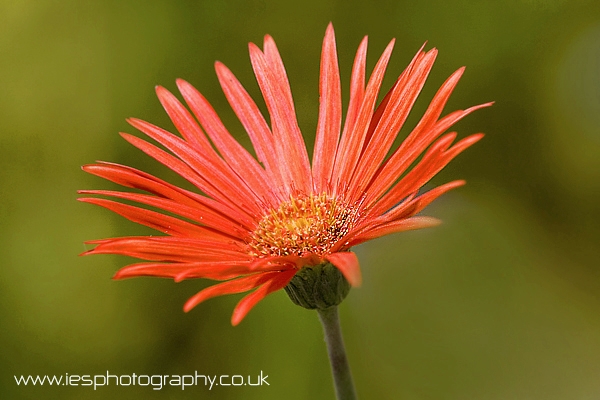 flower_orange_wm.jpg - Wild Flower in South Africa