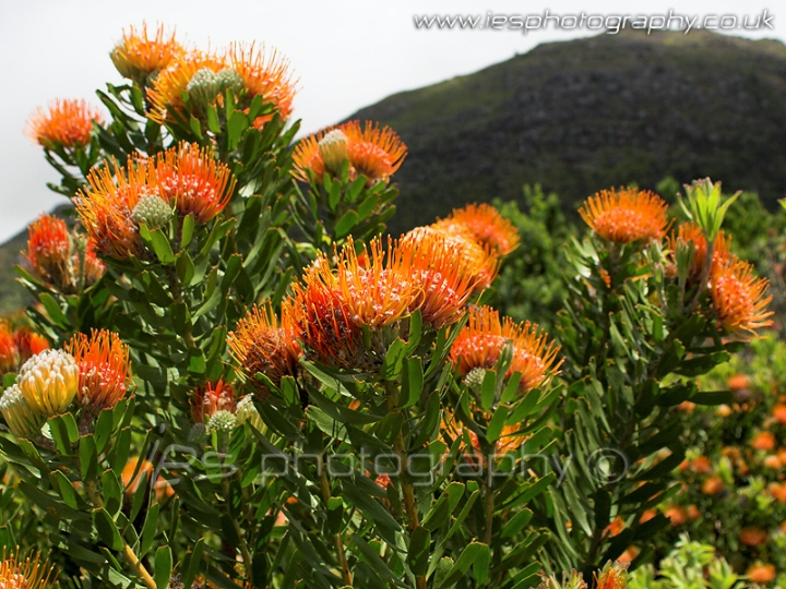 flowers_red1_wm.jpg - Flowers