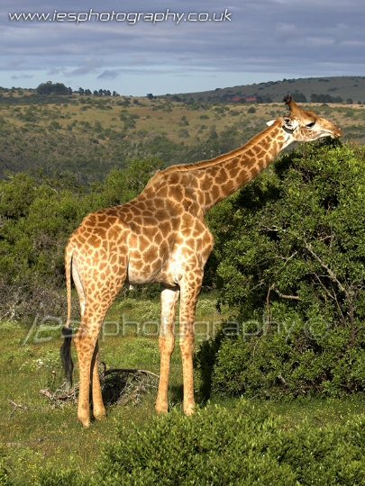 giraffe1_wm.jpg - Giraffe