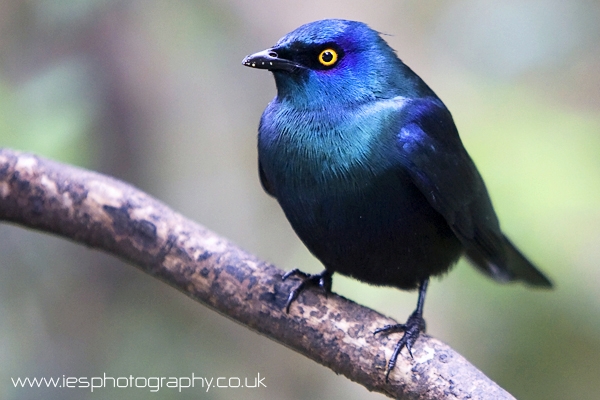 glossy_starling_wm.jpg - Glossy Starling