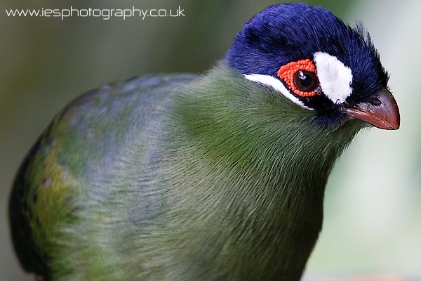 hartlaubs_turaco_wm.jpg - Hartlaubs Turaco