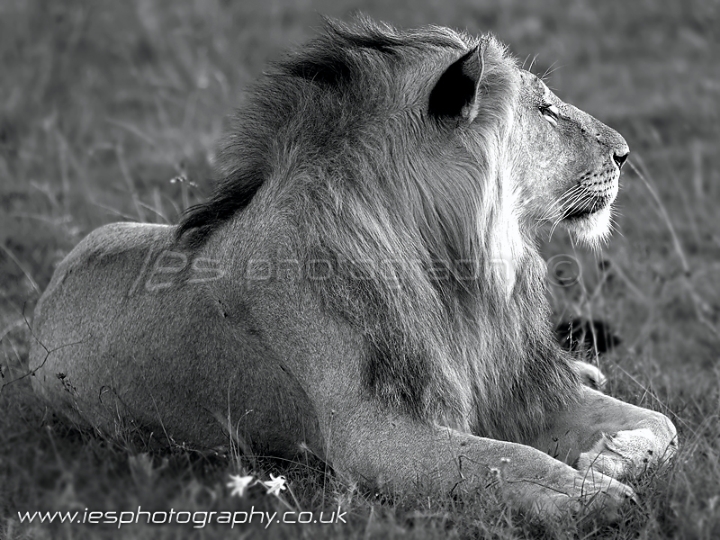 lion_b_w_wm.jpg - Lion on Safari