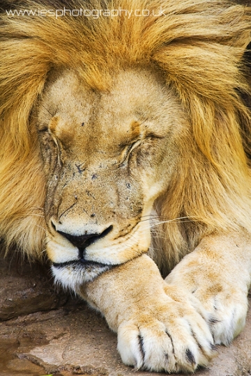 lion_sleep_wm.jpg - Lions Sleeps at Cango Ranch, South Africa