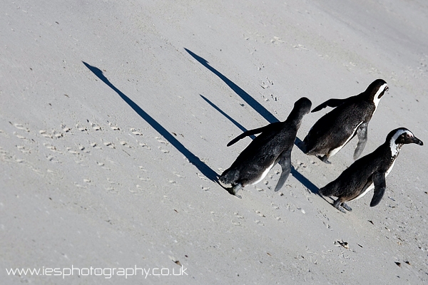 peng_walk_wm.jpg - Penguins walk across an empty Boulders Beach in South Africa