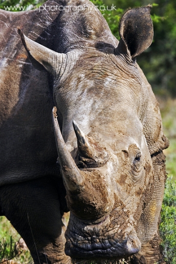 rhino_wm.jpg - Rhino on Safari on the Eastern Cape