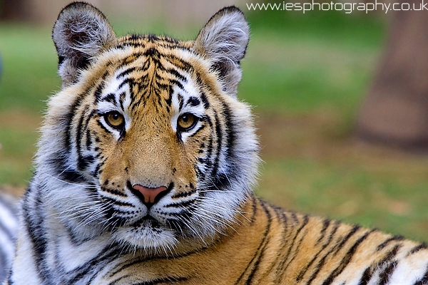 tigger.jpg - Bengal Tiger Cub