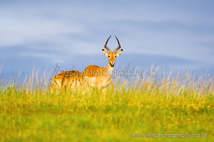 wm_bok_plain.jpg - Bok on the Plain