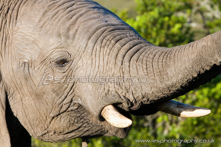 wm_elephant_close.jpg - Elephant