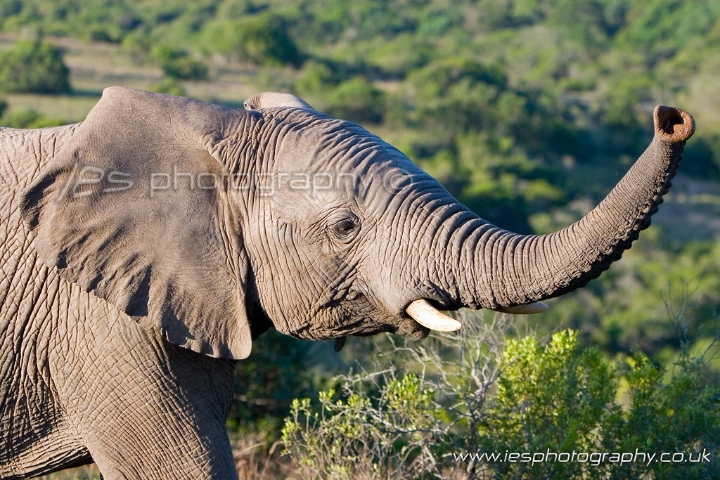 wm_elephant_wave_trunk.jpg - Elephant