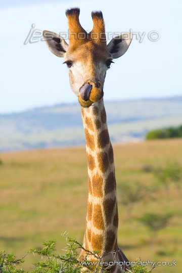 wm_giraffe.jpg - Giraffe