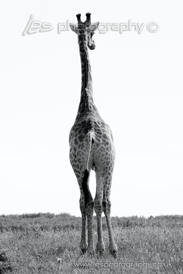 wm_giraffe_bw.jpg - Giraffe