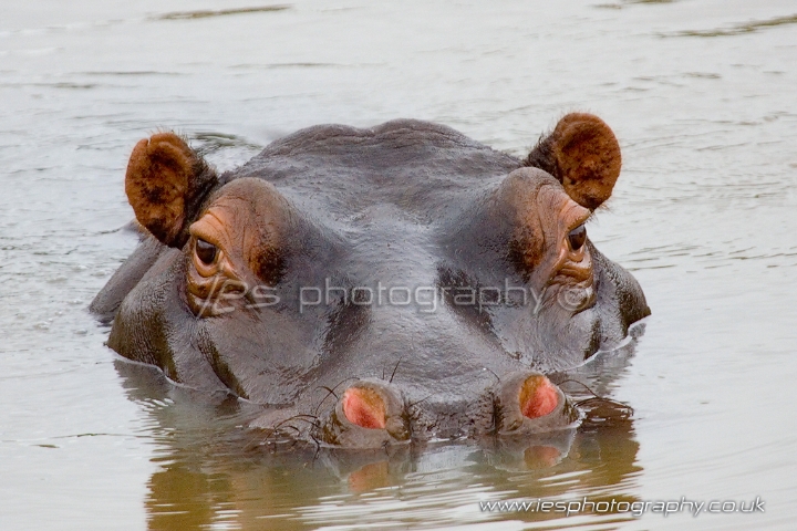 wm_hippo.jpg - Hippo