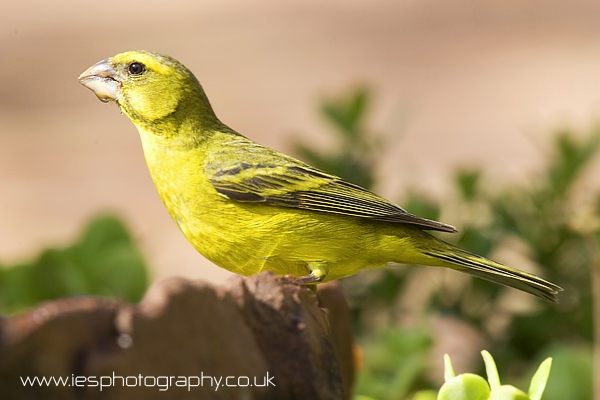 yellow_bird_wm.jpg - Cape Canary on the Eastern Cape