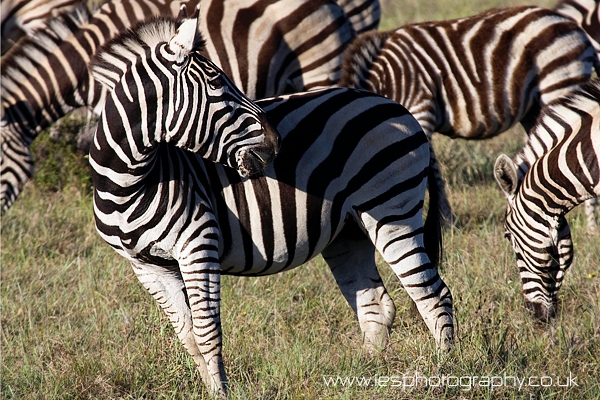 zebra_wm.jpg - Zebra on Safari on the Eastern Cape