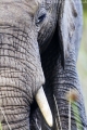 elephant_close_wm