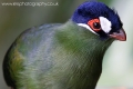 hartlaubs_turaco_wm