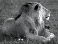 lion_b_w_wm