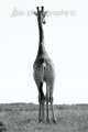 wm_giraffe_bw