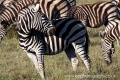 zebra_wm