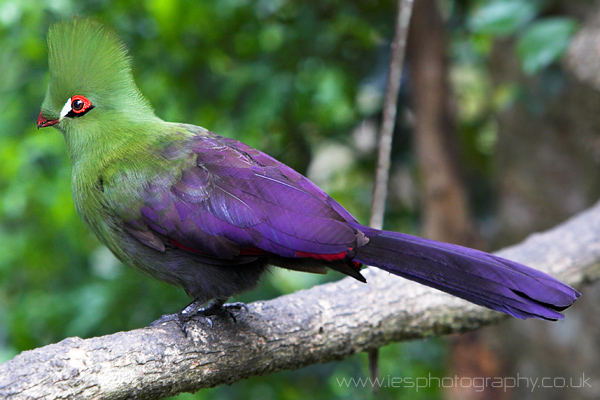 Green Turaco -- Birds in photography-on-the.net forums